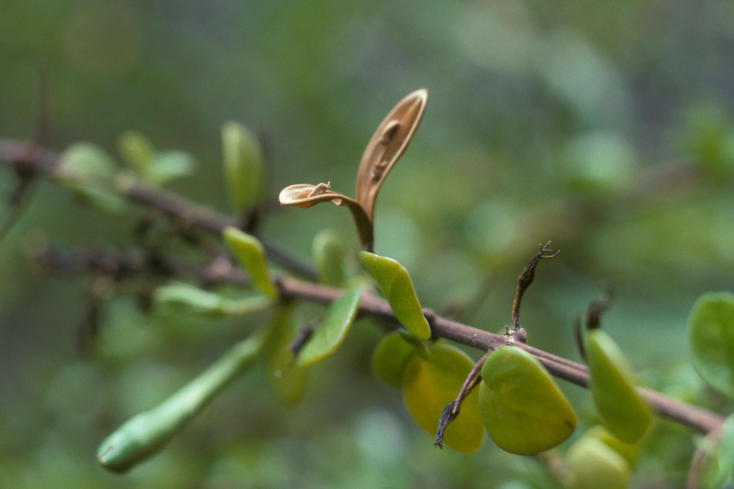 Oplonia microphylla (Lam.) Stearn resmi