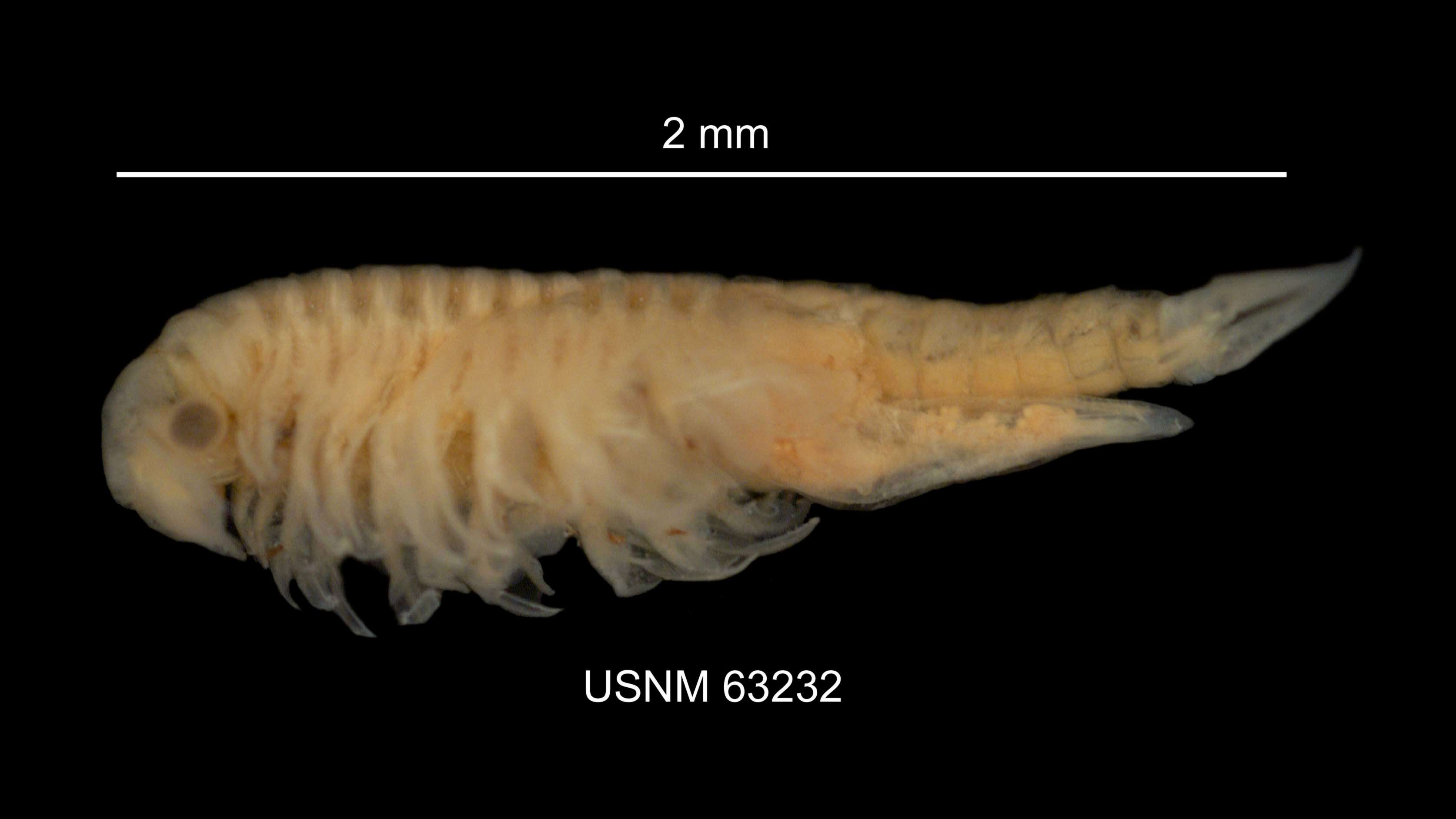 Image of Streptocephalus sealii Ryder 1879