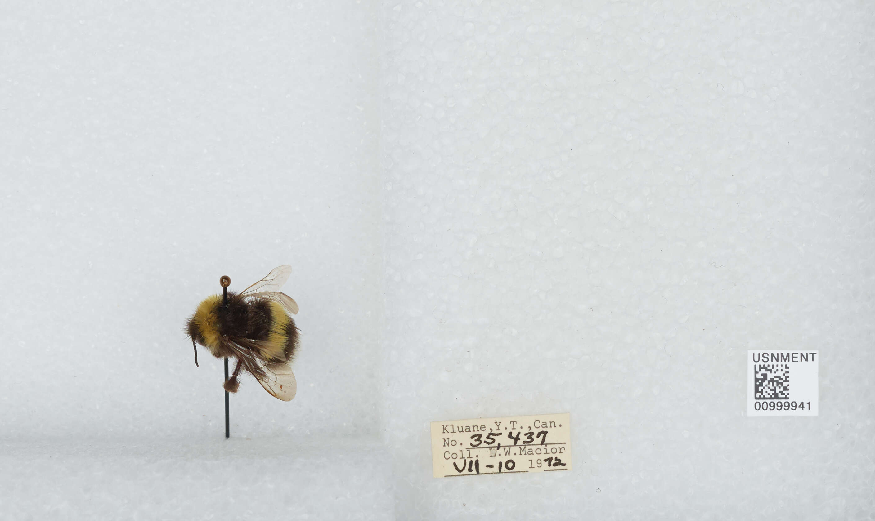 Image of White-tailed bumblebee