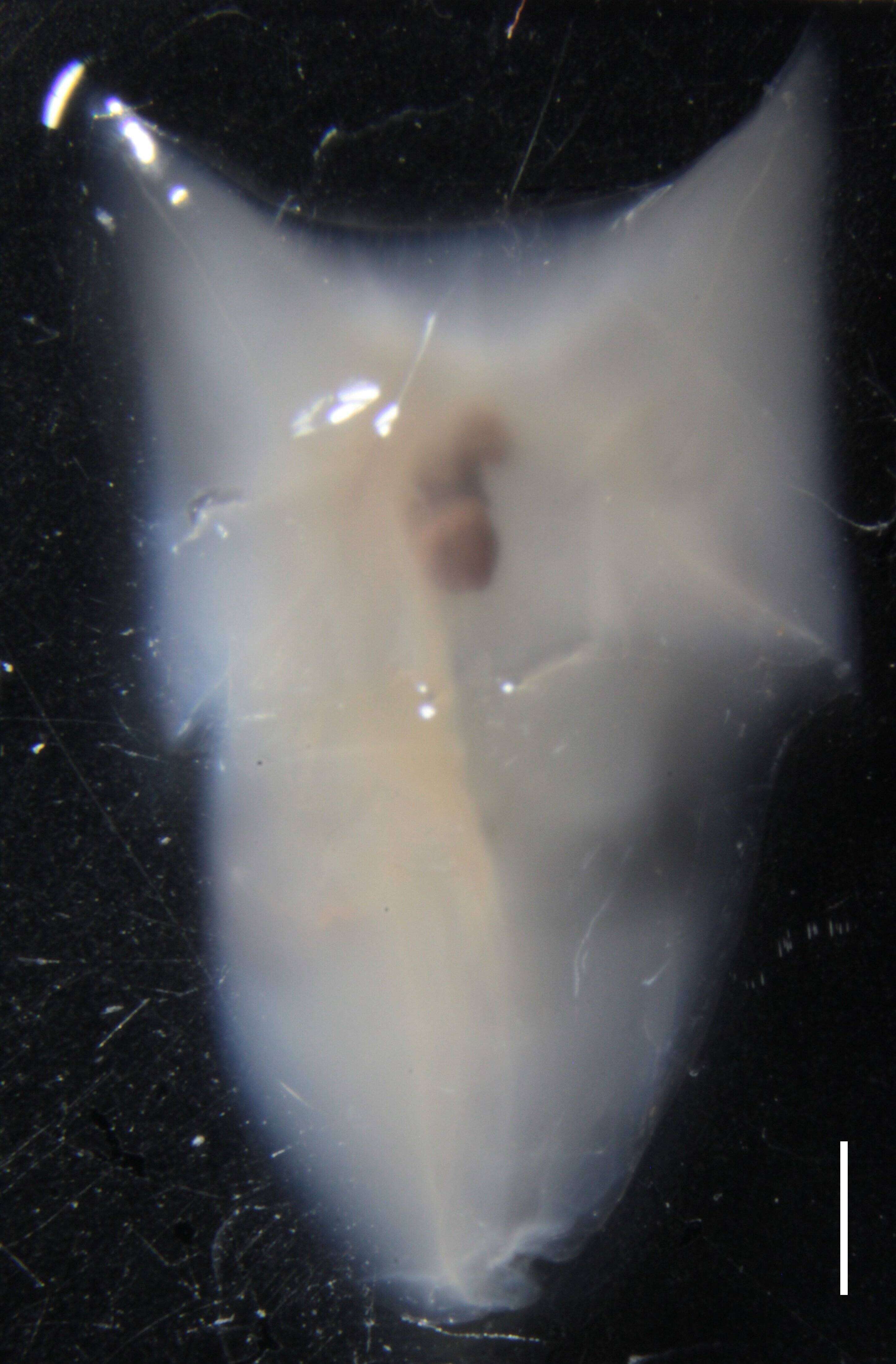 Image of Ceratocymba sagittata (Quoy & Gaimard 1827)