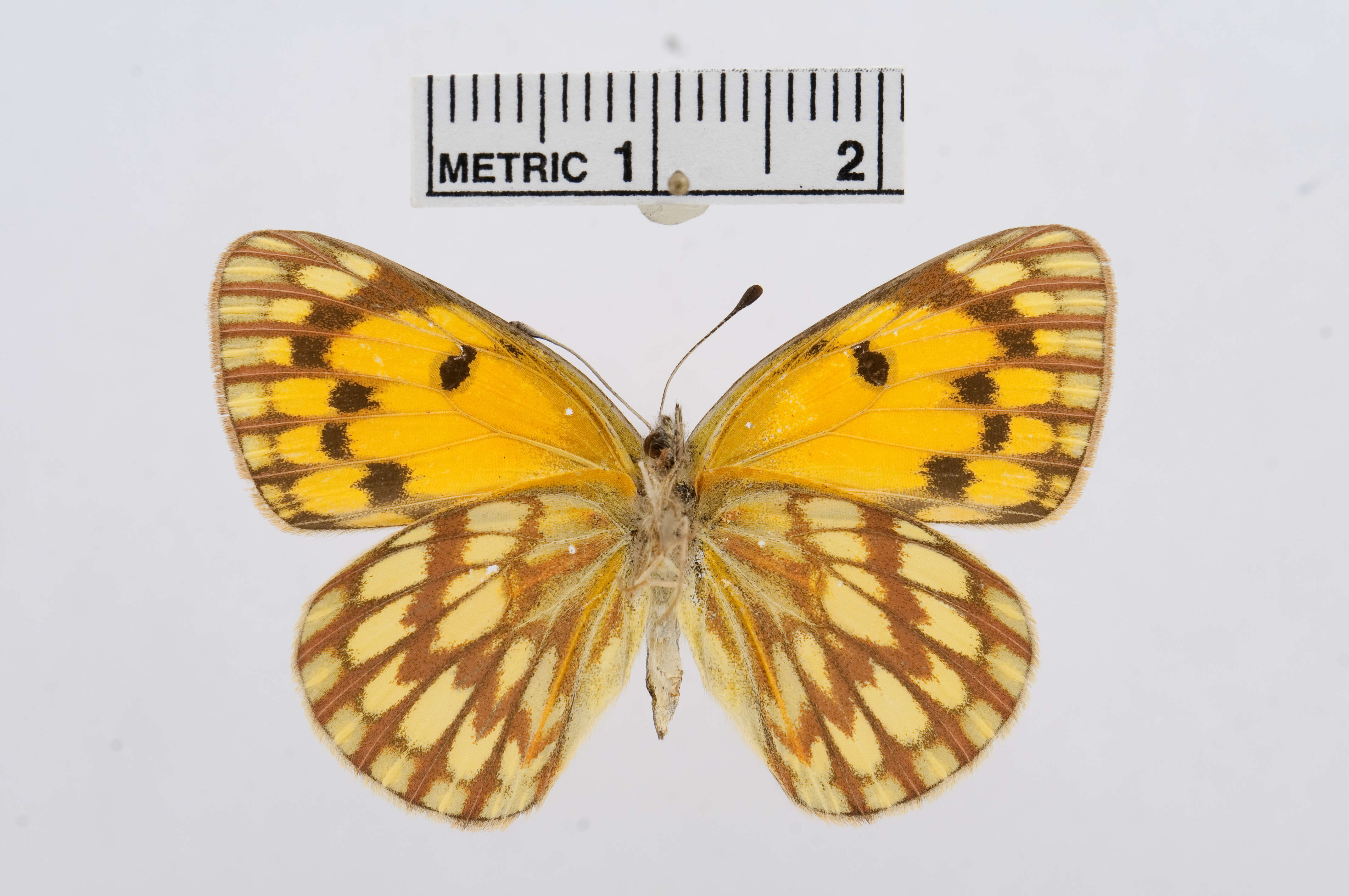 Image of Colotis aurigineus (Butler 1883)