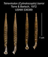 Image of Tetrentodon barroi C. de la Torre & Bartsch 1972