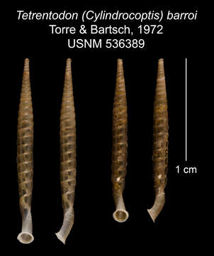 Sivun Tetrentodon barroi C. de la Torre & Bartsch 1972 kuva