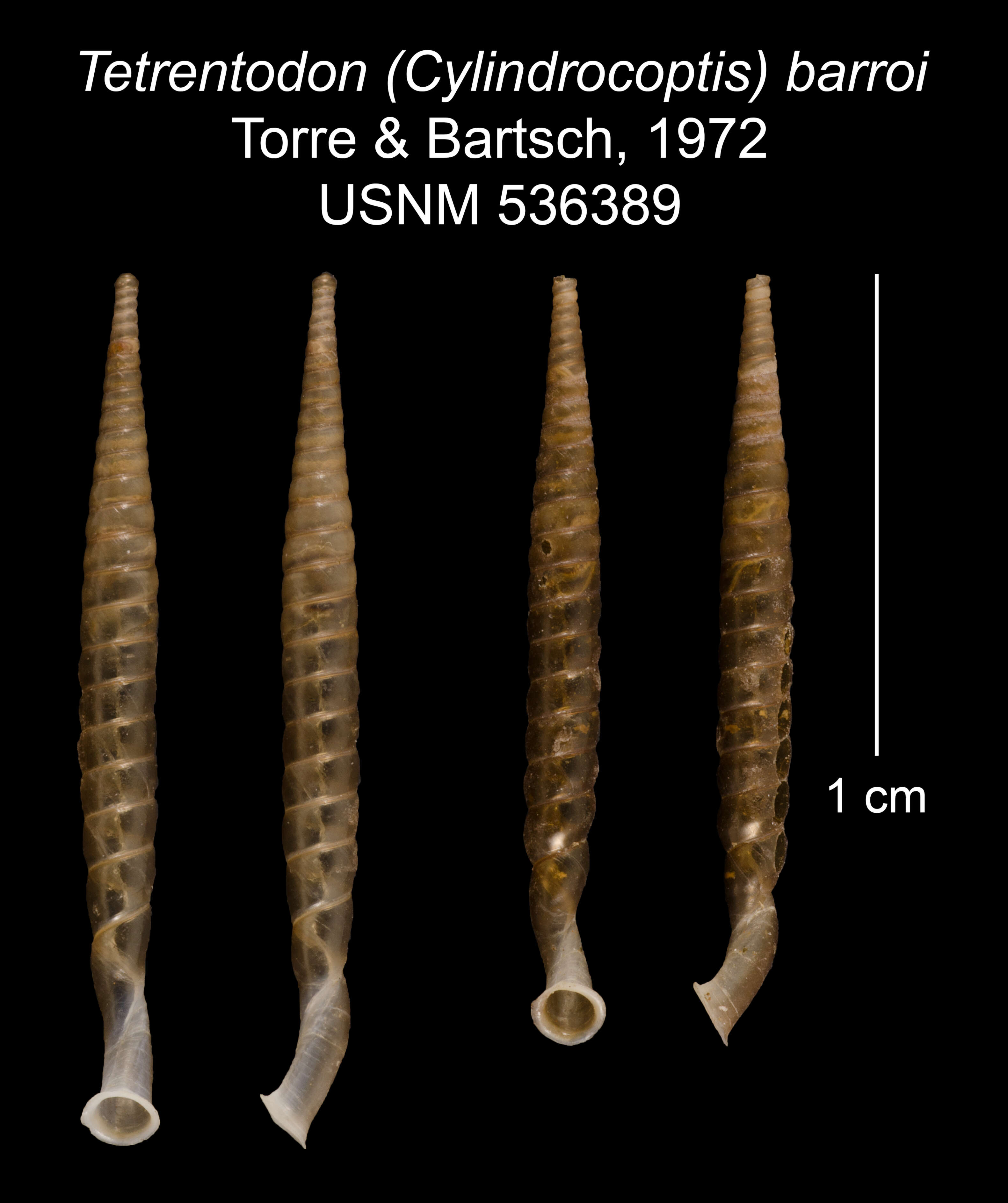 Image of Tetrentodon barroi C. de la Torre & Bartsch 1972