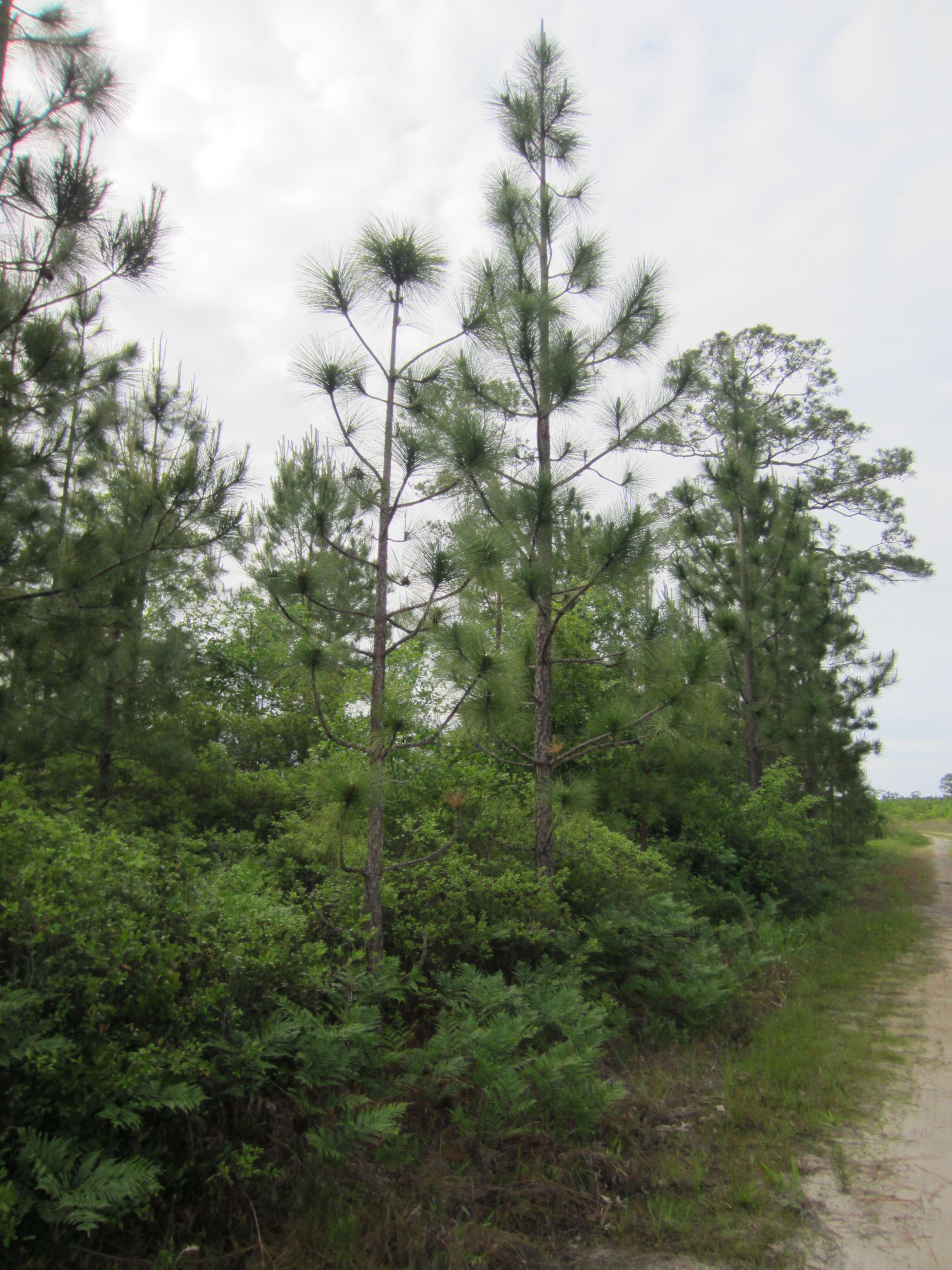 Image of Florida Pine