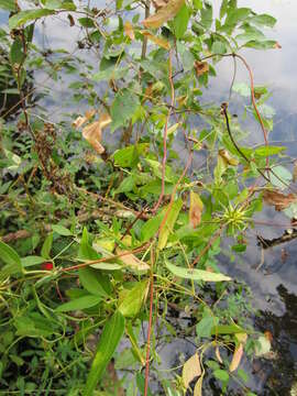 Sivun Clematis crispa L. kuva