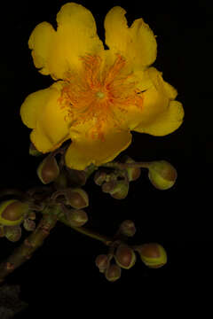 Imagem de Cochlospermum vitifolium (Willd.) Spreng.