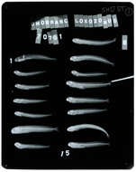 Image of Omobranchus loxozonus (Jordan & Starks 1906)