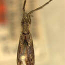 Image of Bebelis puncticollis (Fisher 1947)