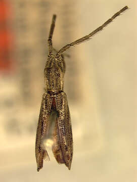 Image of Bebelis puncticollis (Fisher 1947)