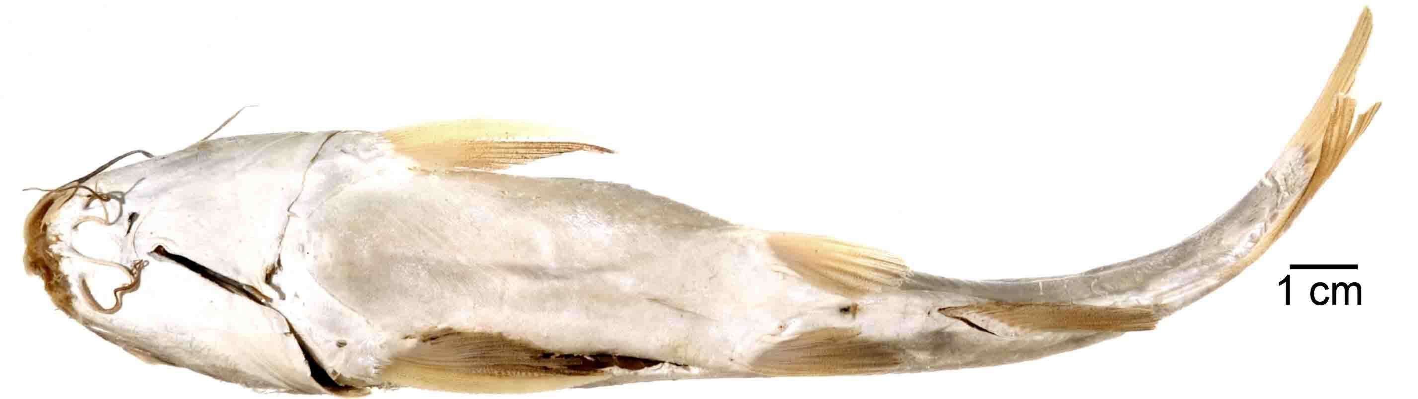 Image of Conguito sea catfish