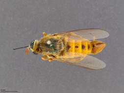 Image of Rhaphiomidas acton Coquillett 1891