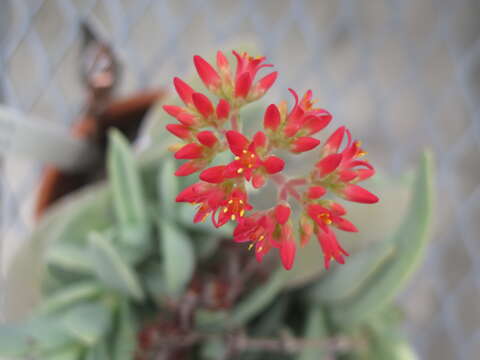 Image of Crassula perfoliata var. minor (Haw.) Rowley