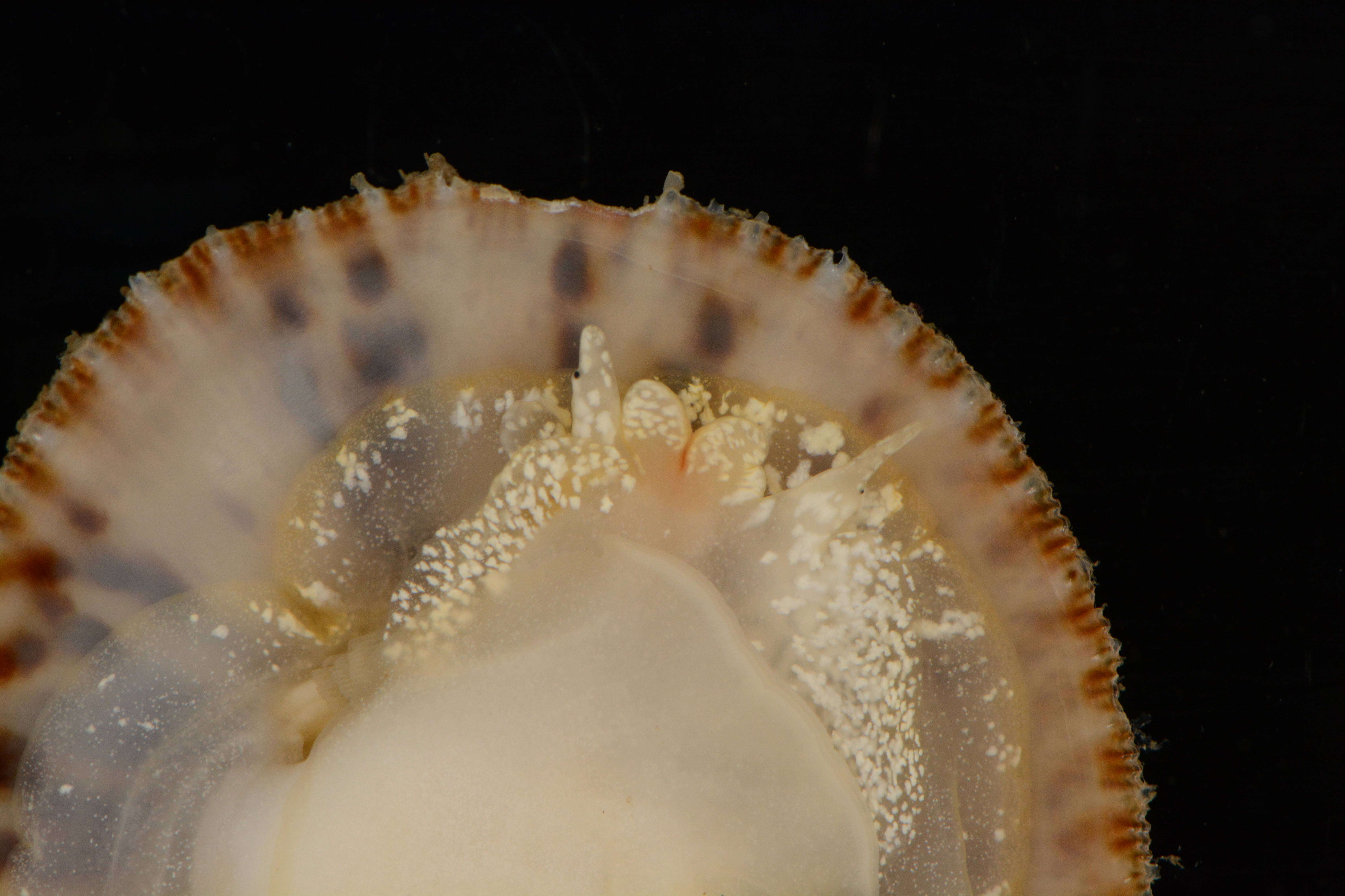 Image of Spiny cup and saucer shell