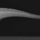 Слика од Cetonurus globiceps (Vaillant 1884)