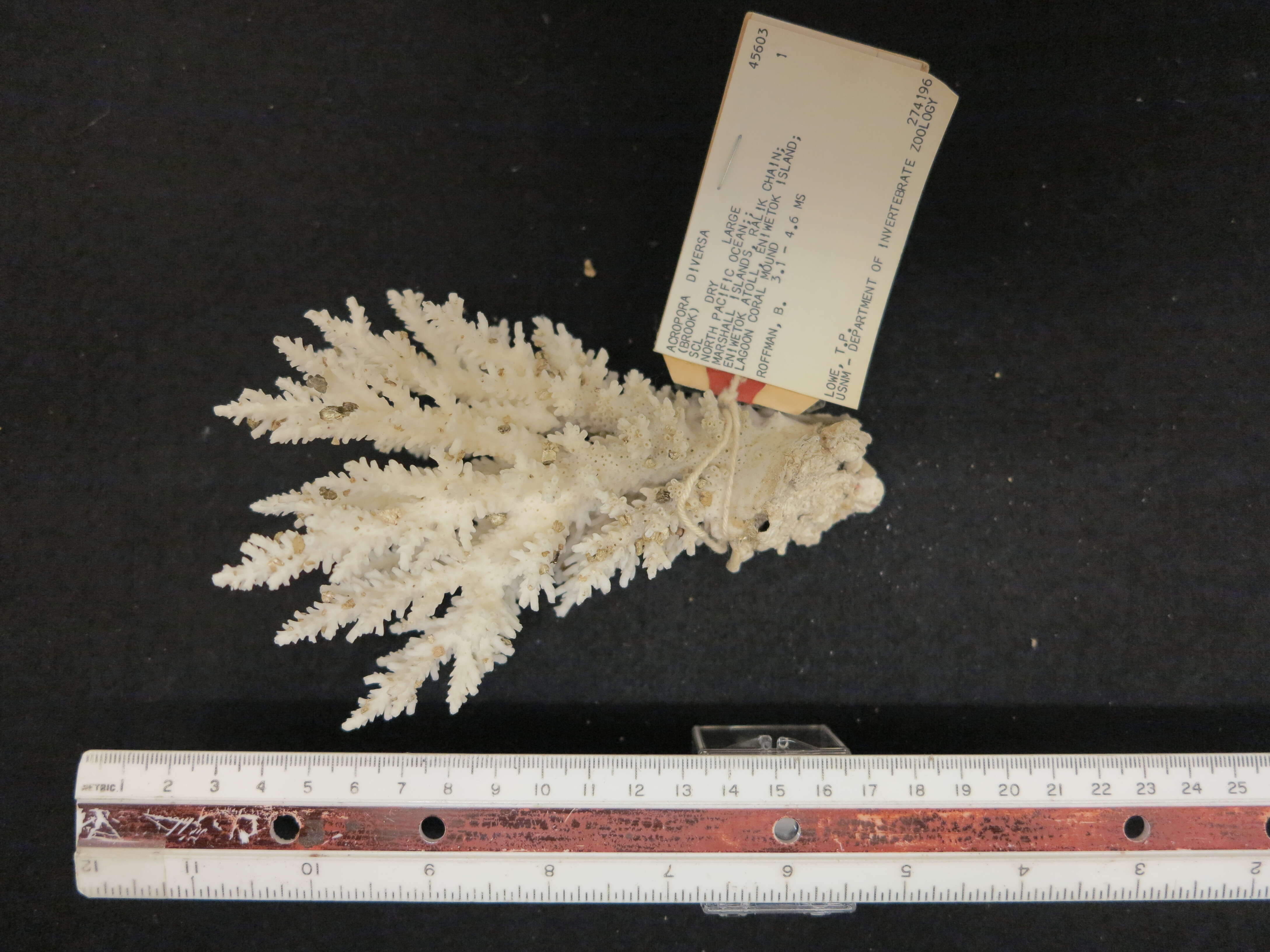 Image de Acropora secale (Studer 1878)