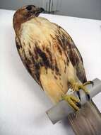 Image of Eastern Red-tailed Hawk