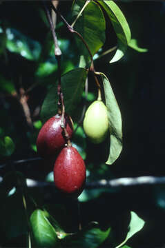 Image of Gnetum camporum (Markgr.) D. W. Stev. & Zanoni