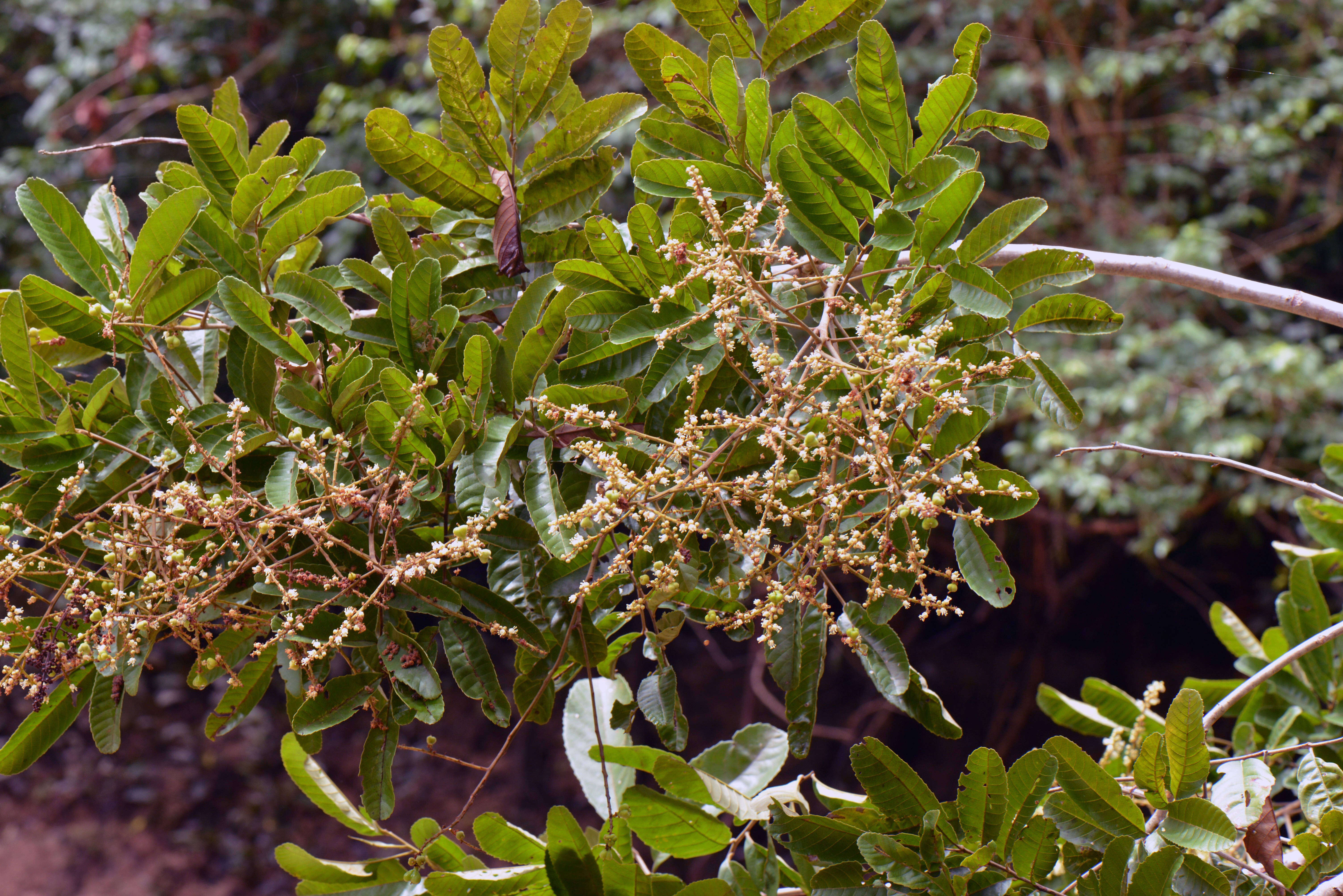 Image of Cupania vernalis Cambess.