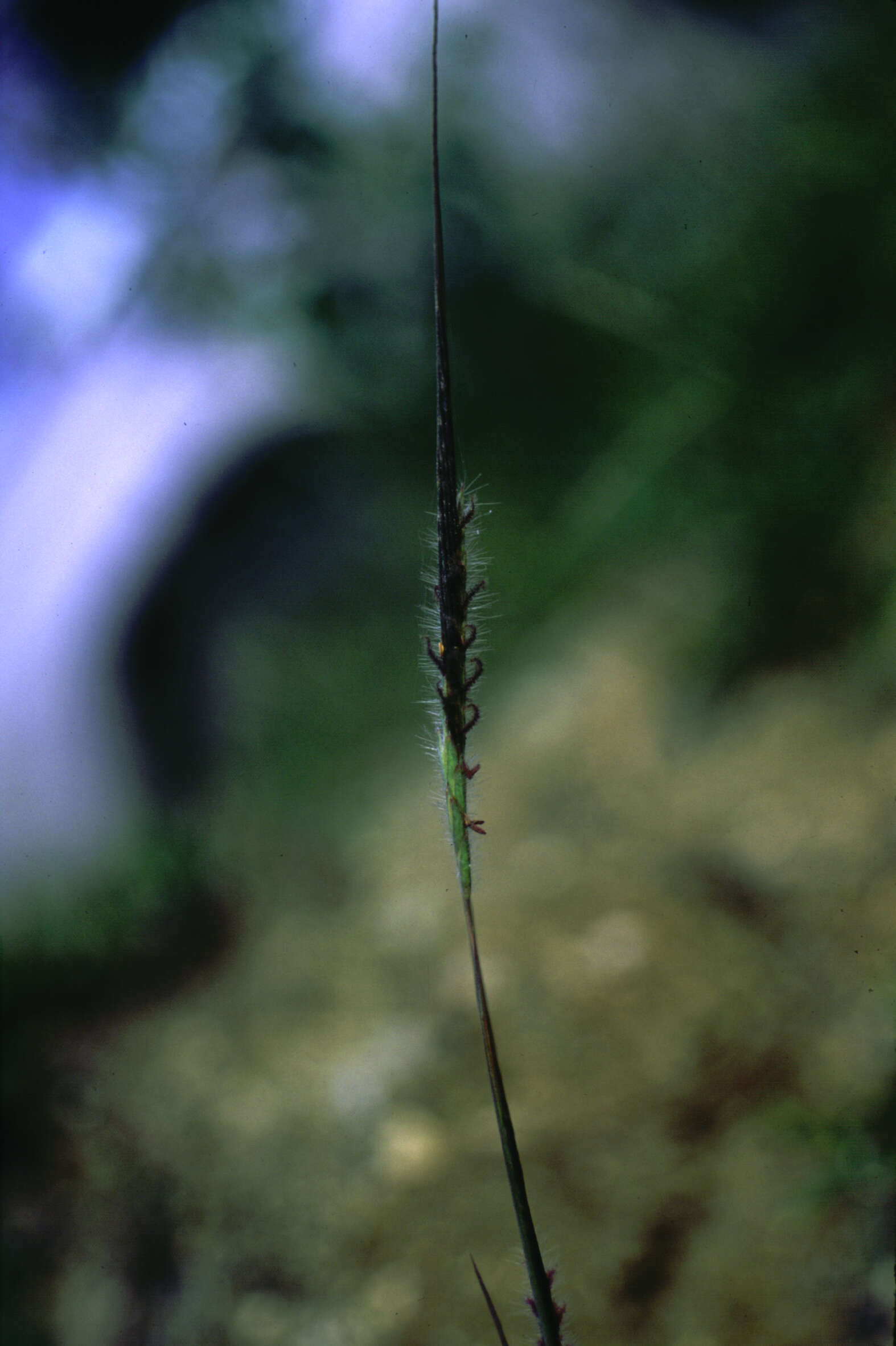 Image de Heteropogon Pers.