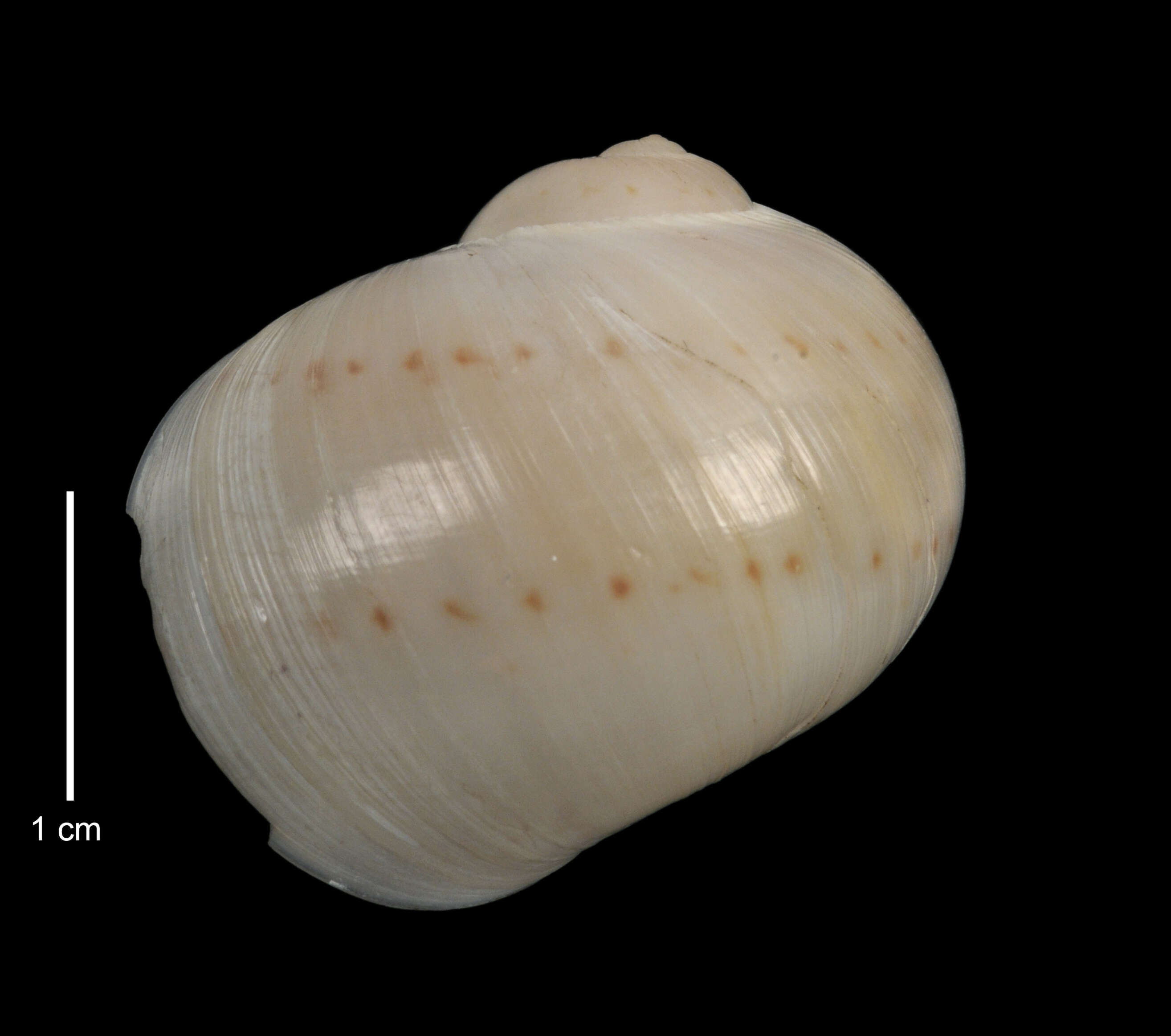 Image of Notocochlis guesti (Harasewych & Jensen 1984)