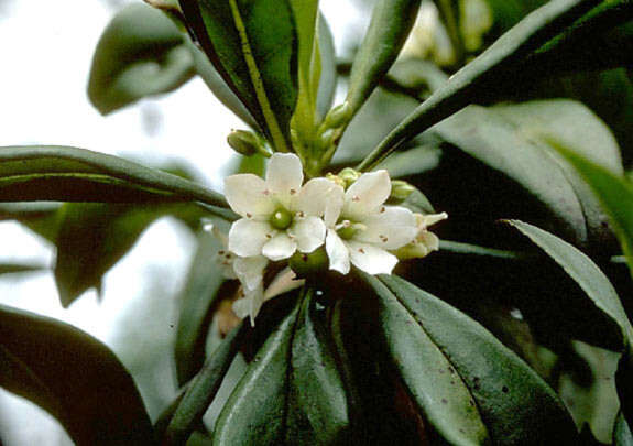 Image of <i>Myoporum sandwicense</i> A. Gray