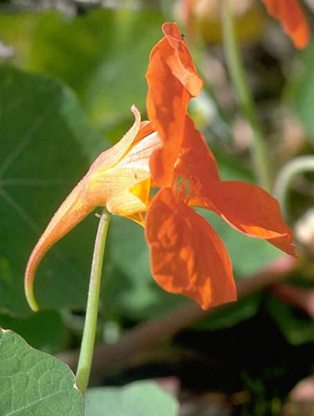 Image of Garden Nasturtium