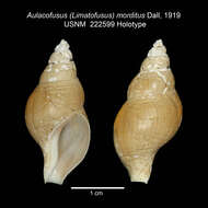 Image of Latisipho morditus (Dall 1919)