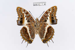 Image of Charaxes andara Ward 1873