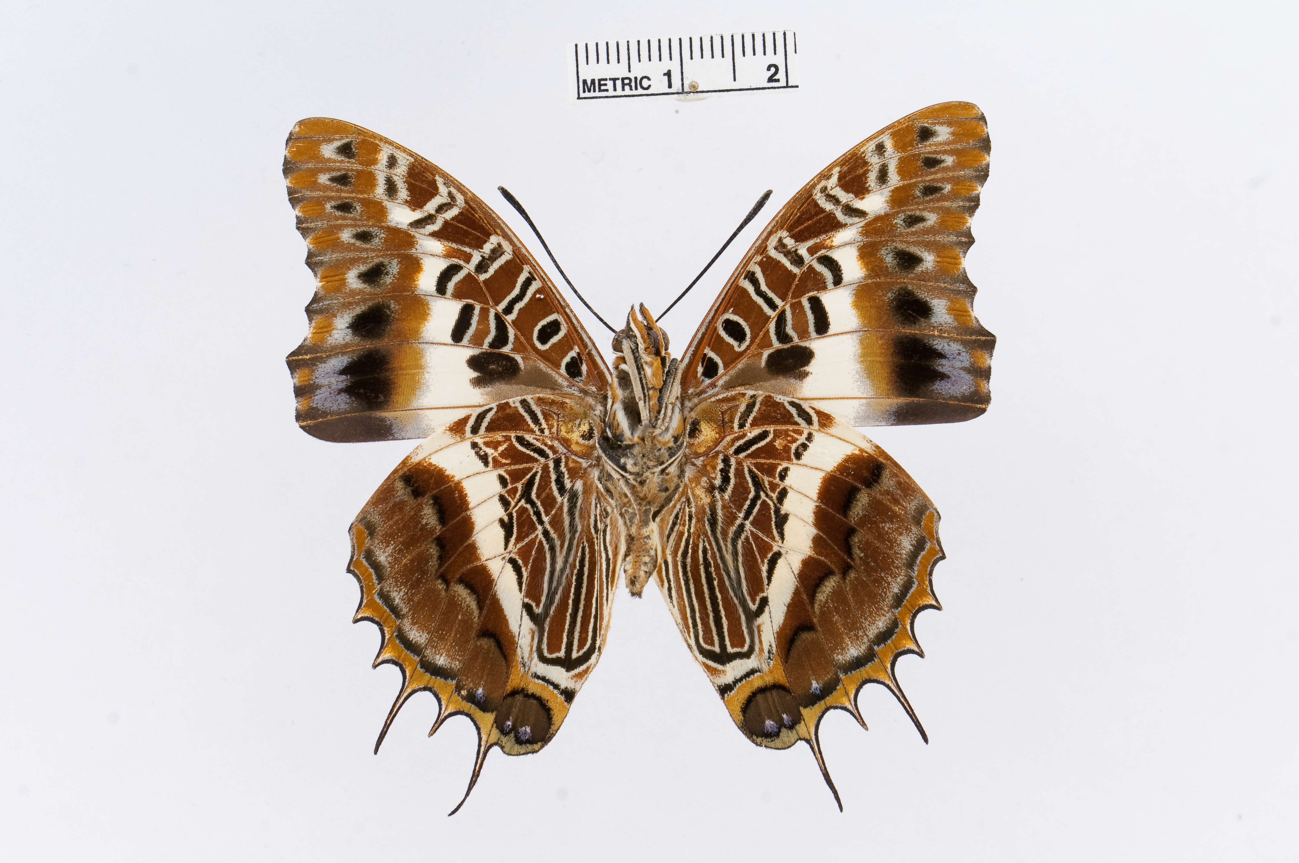 Image of Charaxes andara Ward 1873