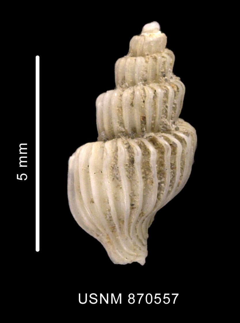 Sivun Trophon minutus Melvill & Standen 1907 kuva