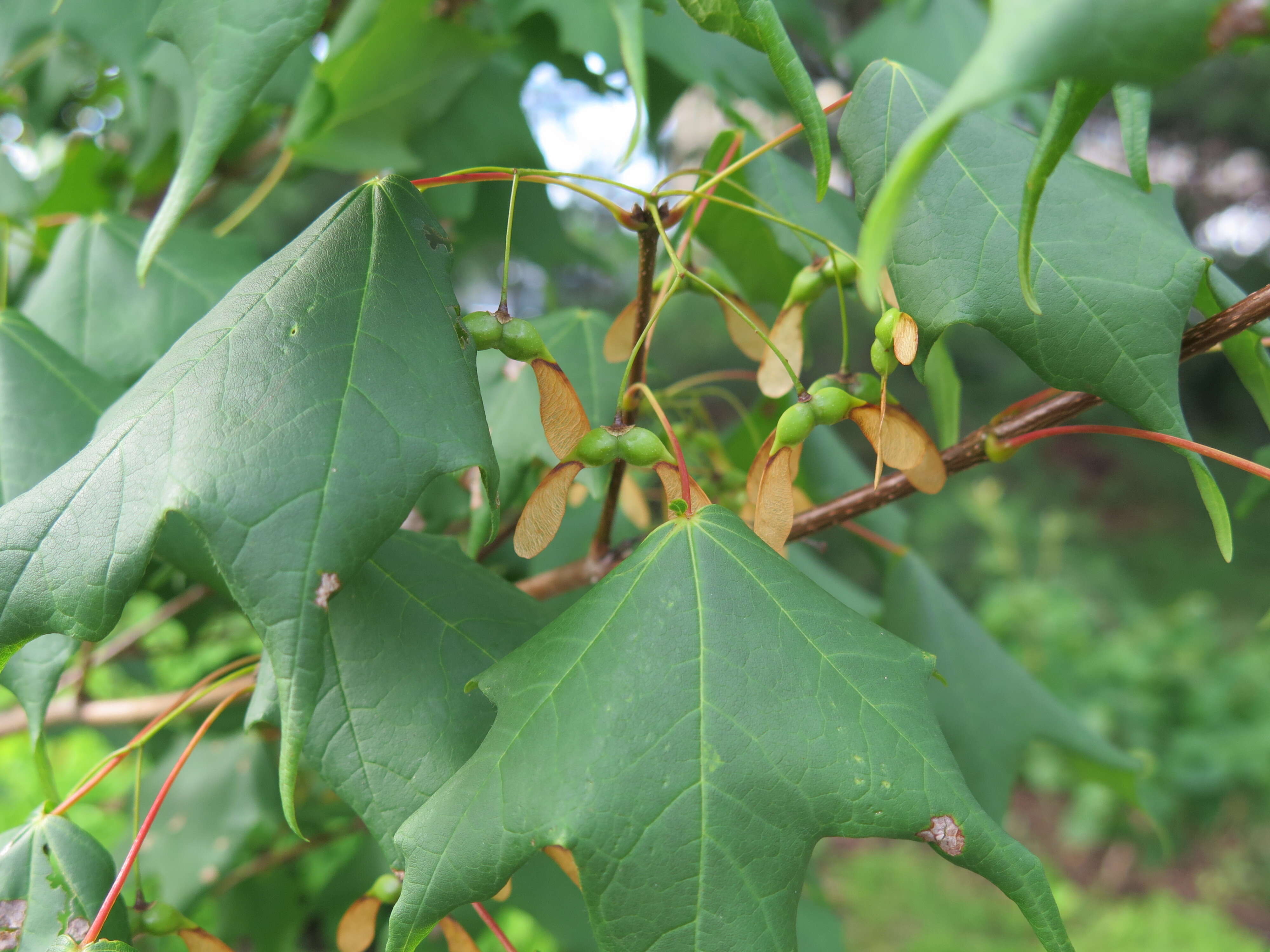 Image of chalk maple