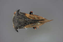 Image of Tricentrus papuaensis Funkhouser 1929
