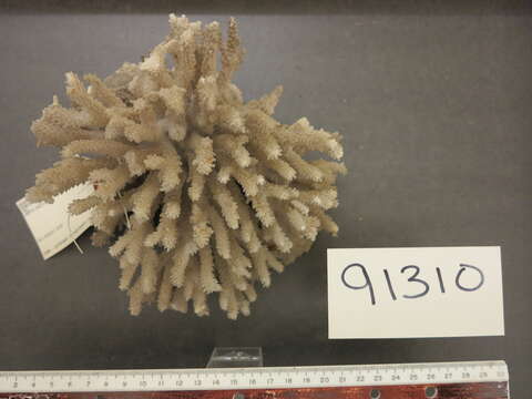 Image of Acropora appressa (Ehrenberg 1834)