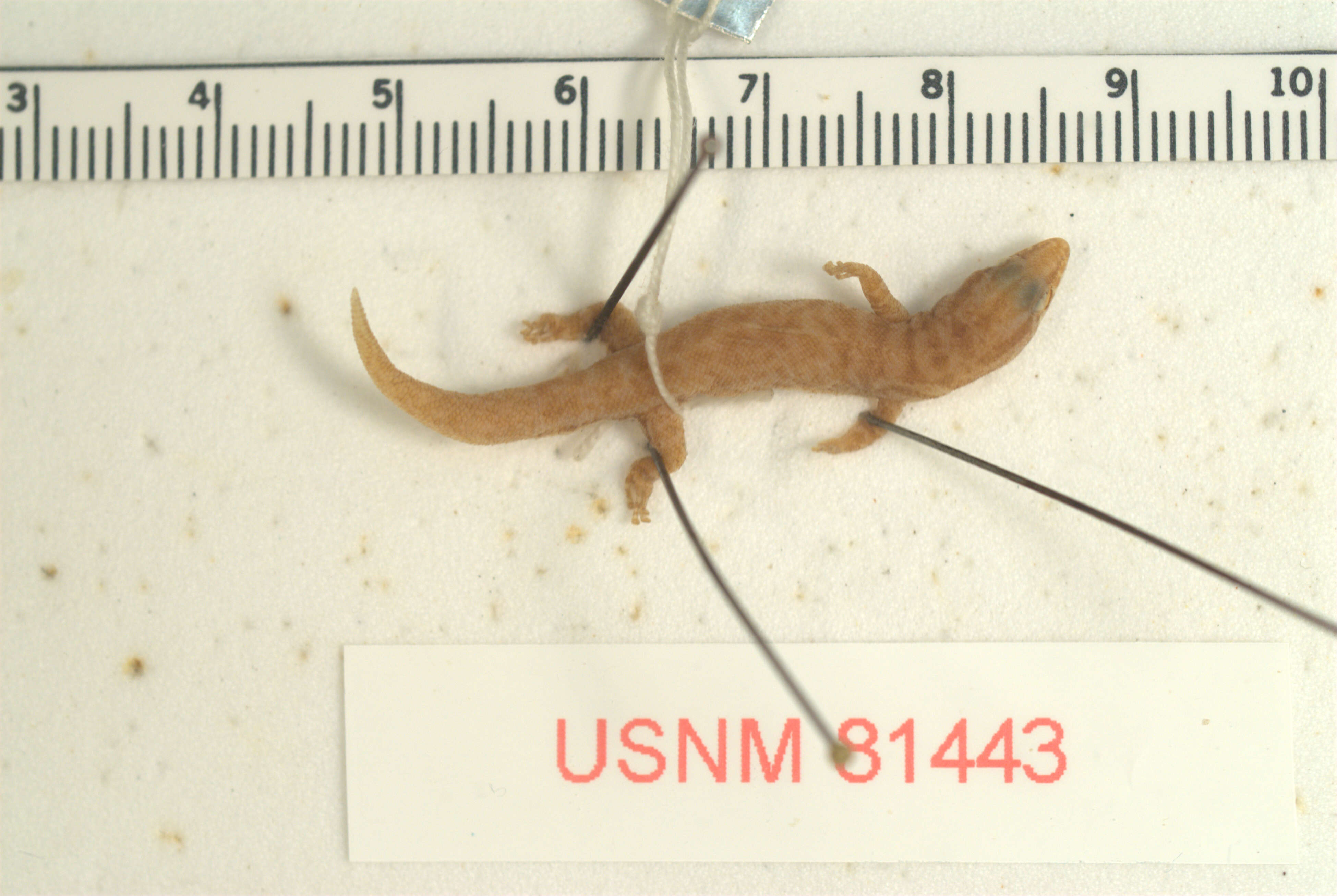 Sphaerodactylus caicosensis Cochran 1934的圖片