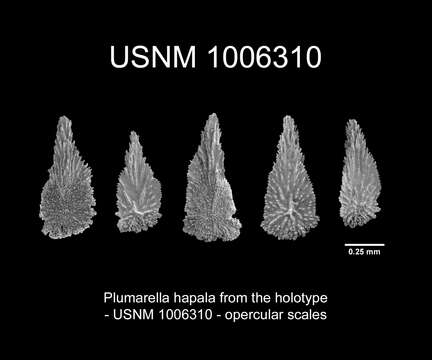 Image of Plumarella hapala Cairns 2011