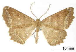 صورة Selenia albilinearia Schaus 1901