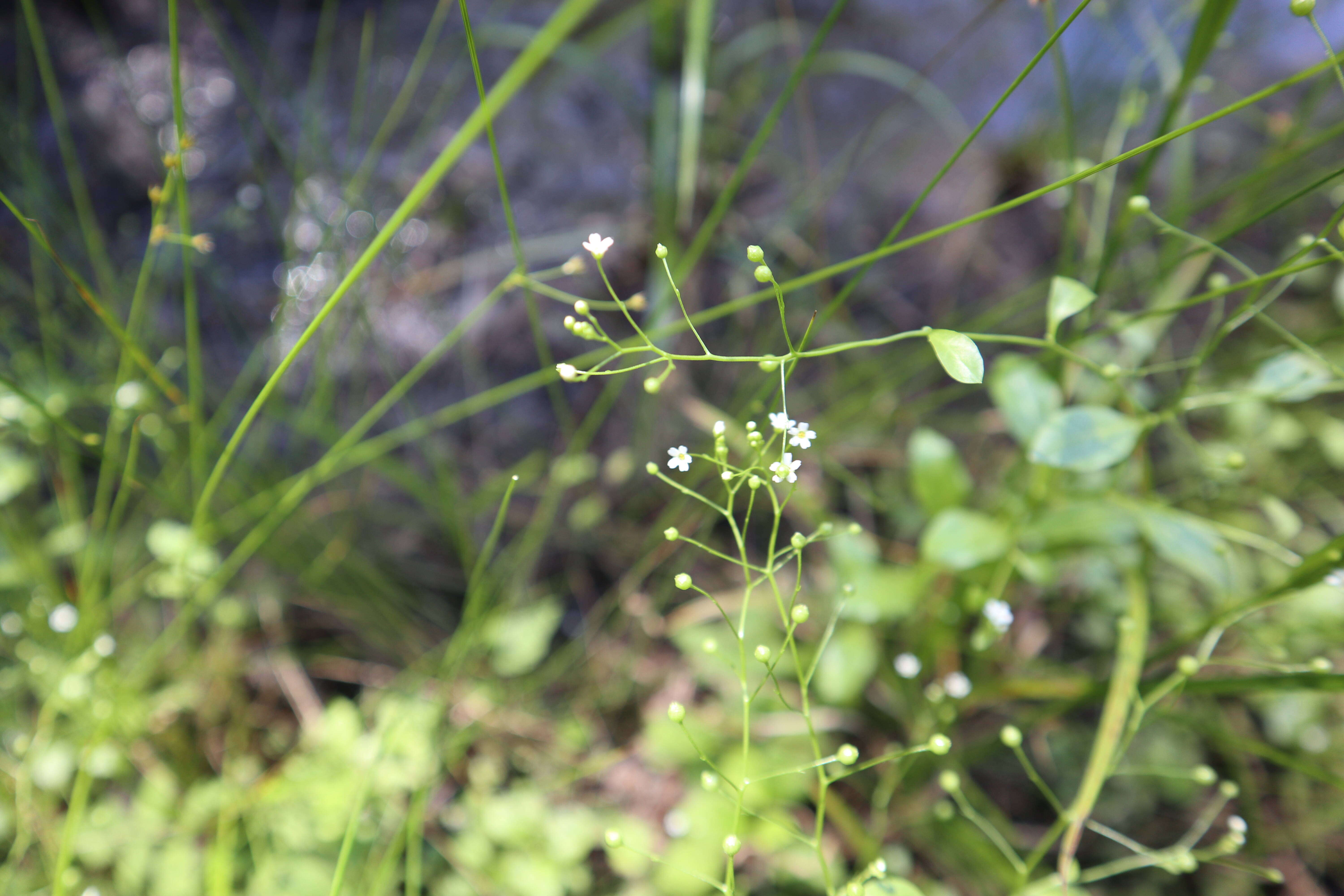 Image de Samolus valerandi subsp. parviflorus (Raf.) Hulten