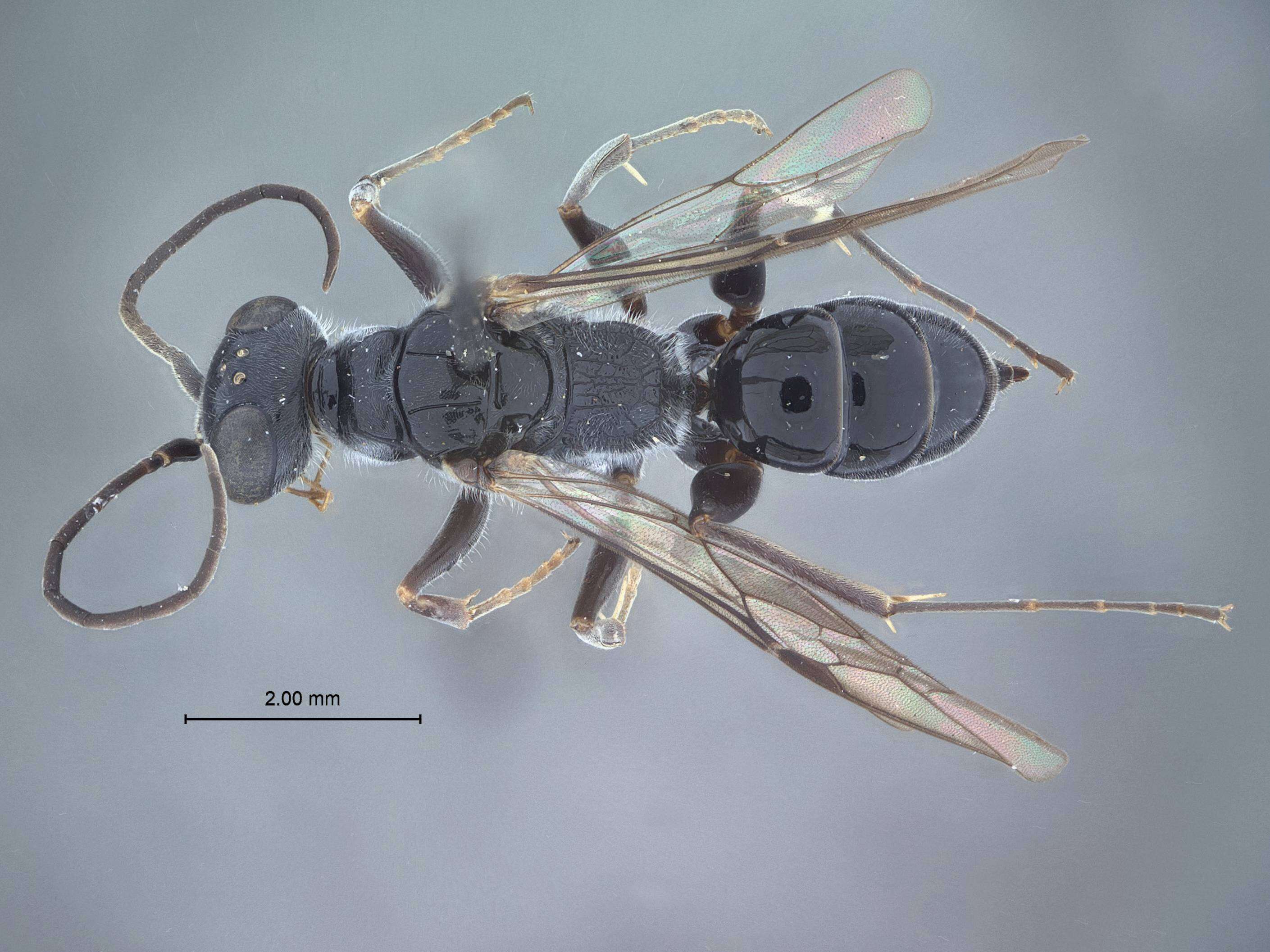 Image of Dolichurus apiciornatus Tsuneki 1977
