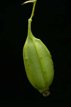 Image of Cyrtopodium macrobulbon (Lex.) G. A. Romero & Carnevali