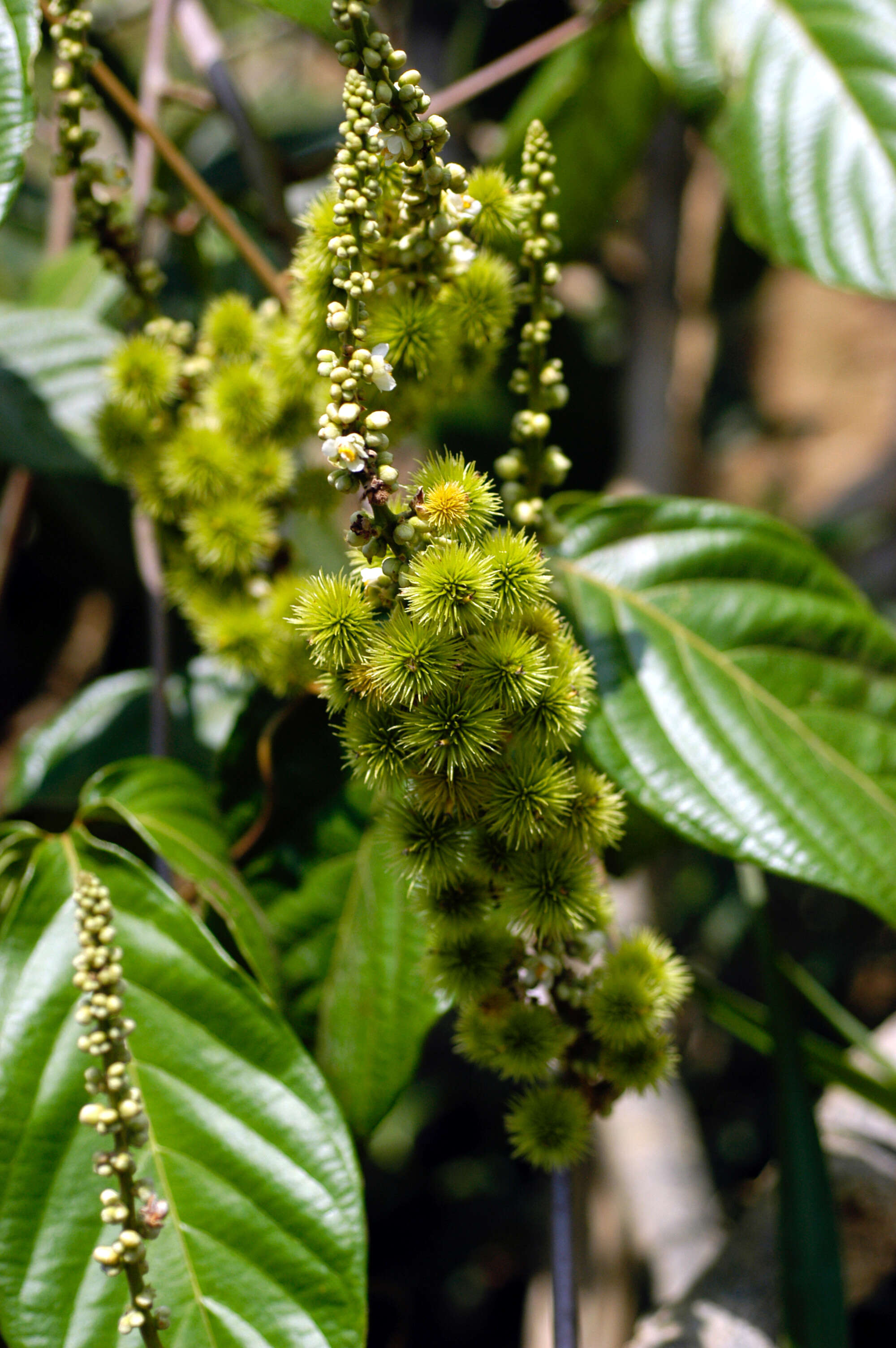 Слика од Paullinia hystrix Radlk.