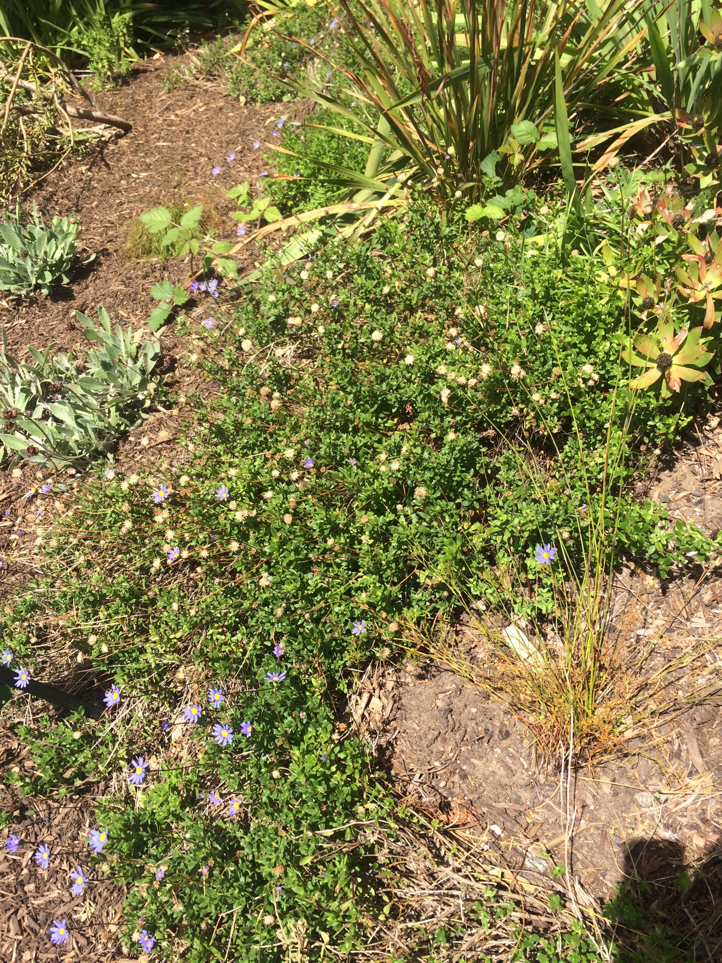 Image of Blue aster