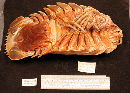 Image of Giant Isopods