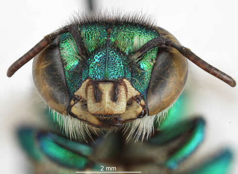 Image of Euglossa pleosticta Dressler 1982