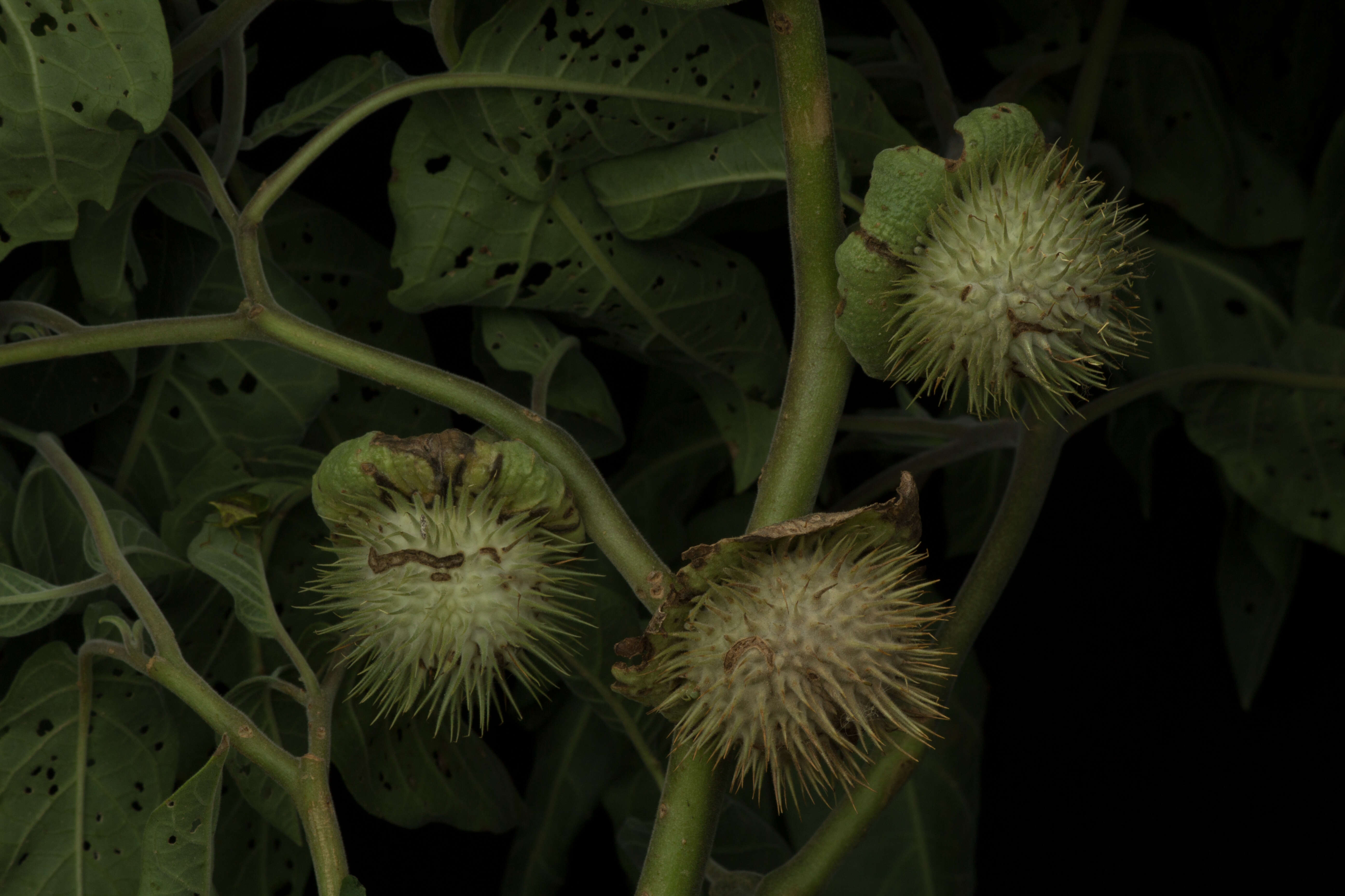 Image of Thorn-apple