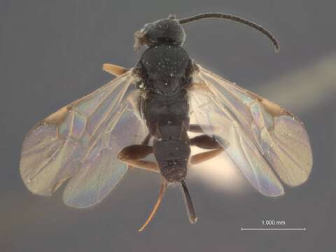 Слика од Apanteles scutellaris Muesebeck 1921