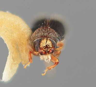 Image of Pseudopityophthorus hondurensis Wood 1967