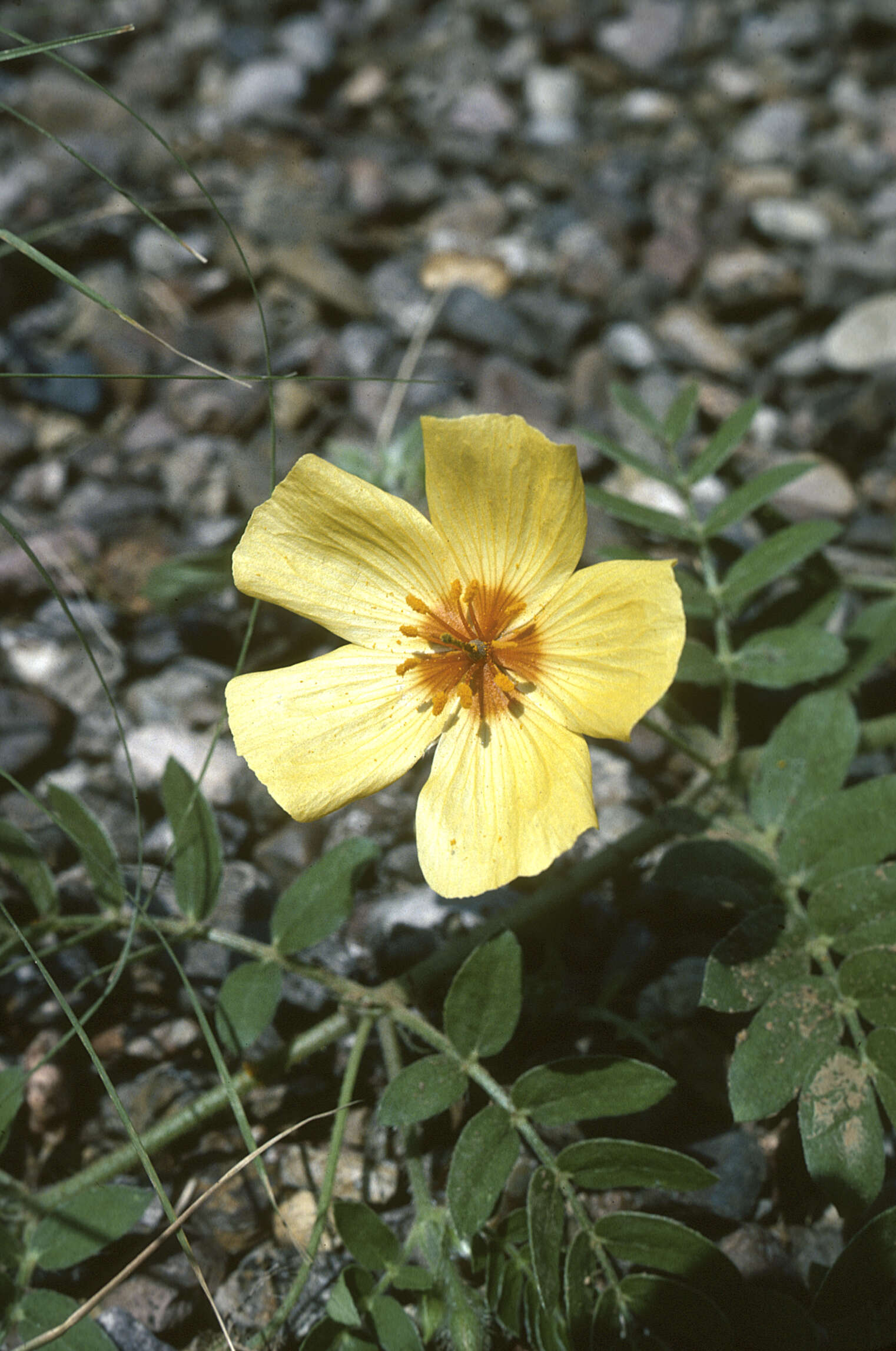 Image de Kallstroemia grandiflora Torr. ex A. Gray