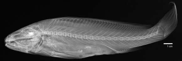 Image of Miichthys