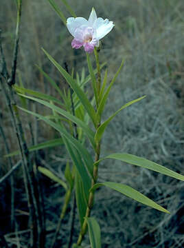 Image of Bamboo orchid